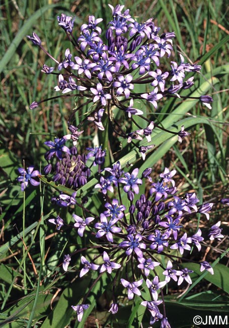 Oncostema Peruviana Scilla Peruviana